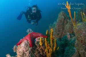 Diver with Star, Acapulco Mexico by Alejandro Topete 